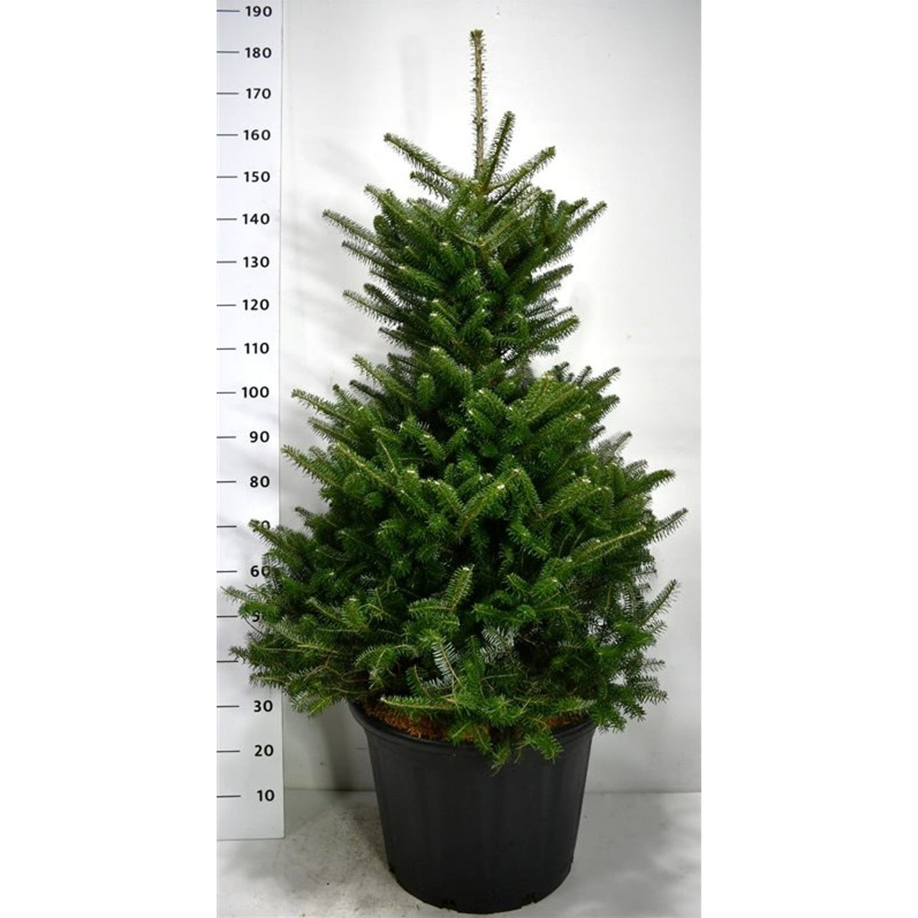 Koreagran – Abies koreana - C65 100-125 cm.